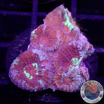 Dipsastraea spp. „Rainbow Massacre“ WYSIWYG „AD Special“