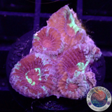 Dipsastraea spp. „Rainbow Massacre“ WYSIWYG „AD Special“