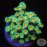 Goniopora spp. „Sunflower“ AD Special“