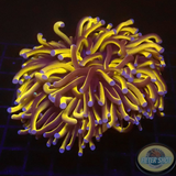 Euphyllia cristata „Jumbo 24K“ WYSIWYG
