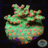 Cyphastrea decadia „Meteor Branch“ WYSIWYG „AD Special“