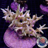 Seriatopora spp. „Yellow Thorn“ AD Special