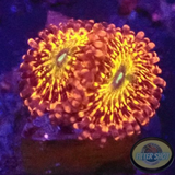 Krustenanemonen „Krakatoa God“ AD Special