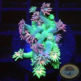 Goniopora spp. „Rainbow“