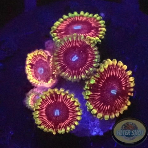 Krustenanemonen „Cotton Candy“ WYSIWYG