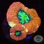 Homophyllia bowerbanki „Morpheus“ WYSIWYG „AD Special“