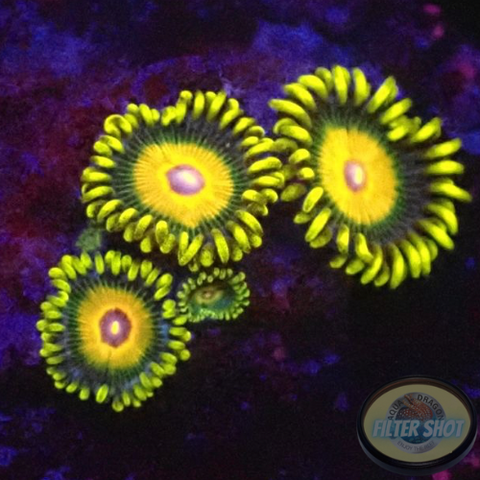 Krustenanemonen „Super Saiyan“ WYSIWYG