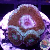 Micromussa spp. „Orbital“