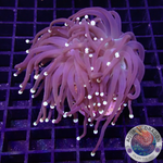 Euphyllia glabrescens „Rastafari“ WYSIWYG „AD Special“