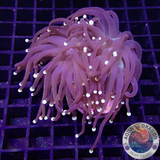 Euphyllia glabrescens „Rastafari“ WYSIWYG „AD Special“