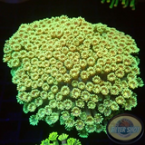 Goniopora spp. „Sunny Valley“ WYSIWYG „AD Special“