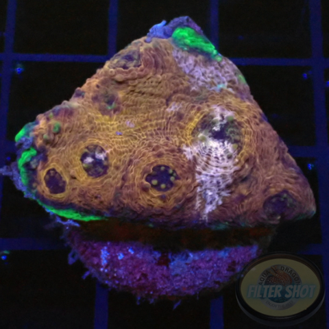 Acanthastrea echinata „Toxic Edge“ WYSIWYG