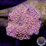 Discosoma spp. „Interstellar“ WYSIWYG