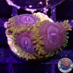 Krustenanemonen „Acid Reflux“ AD Special