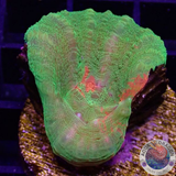 Homophyllia australis „Bleeding Apple“ WYSIWYG