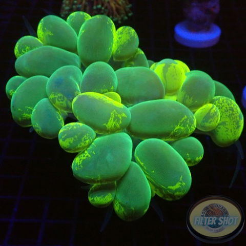 Plerogyra sinuosa „Bubble Splash“ WYSIWYG „AD Special“