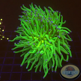 Euphyllia glabrescens „Blueberry“ WYSIWYG