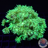 Goniopora spp. „Lime Flower“ WYSIWYG