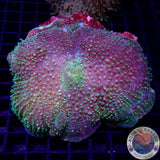 Amplexidiscus fenestrafer „Elephant Mushroom“ WYSIWYG