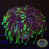 Euphyllia glabrescens „Dragon Soul“