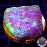 Echinophyllia spp. „Interstellar“ WYSIWYG
