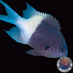 Pycnochromis dimidiatus „Zweifarben-Schwalbenschwanz“