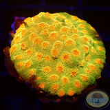 Cyphastrea spp. „Golden Meteor“ WYSIWYG