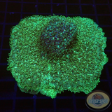 Lithopyllon spp. „Toxic“ WYSIWYG