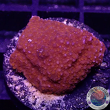 Montipora spp. „Supermen“