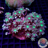 Clavularia spp. „Toxic Flower“ WYSIWYG
