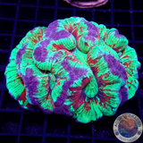 Trachyphyllia spp. „Calypso“ WYSIWYG