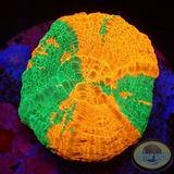 Homophyllia australis „Bleeding Apple“ WYSIWYG