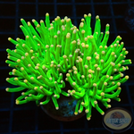 Euphyllia glabrescens „Cotton Candy“ WYSIWYG „AD Special“