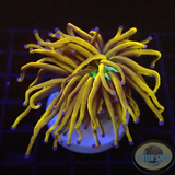 Euphyllia glabrescens „NYK“