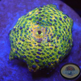 Discosoma spp. „Snake Bite“ WYSIWYG „AD Special“