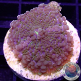 Ricordea yuma „Deep Dive“ WYSIWYG „AD Special“