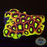 Goniastrea spp. 🐉 „Dragon Soul“ WYSIWYG „AD Special“