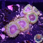 Krustenanemonen „Bloodshot Morph“ WYSIWYG „AD Special“