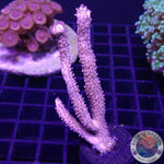 Plexaurella spp. „Goro“