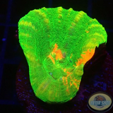 Homophyllia australis „Bleeding Apple“ WYSIWYG