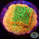 Montipora spp. „Phoenix Evolution“ AD Special