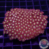 Goniopora spp. „Flash“ WYSIWYG „AD Special“