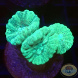 Caulastraea spp. „Mint“ WYSIWYG