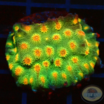 Cyphastrea spp. „Star“