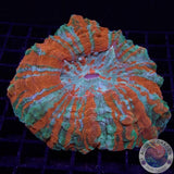 Acanthophyllia deshayesiana „RBA“ WYSIWYG
