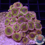 Krustenanemonen „Chiquita“ WYSIWYG „AD Special“