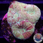 Dipsastraea spp. „Blood Diamond“ WYSIWYG „AD Special“