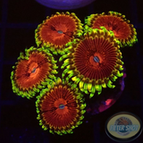 Krustenanemonen „Chili“ WYSIWYG