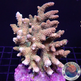 Acropora millepora „Peaches & Green“ WYSIWYG „AD Special“