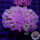 Euphyllia baliensis „Hologramm“